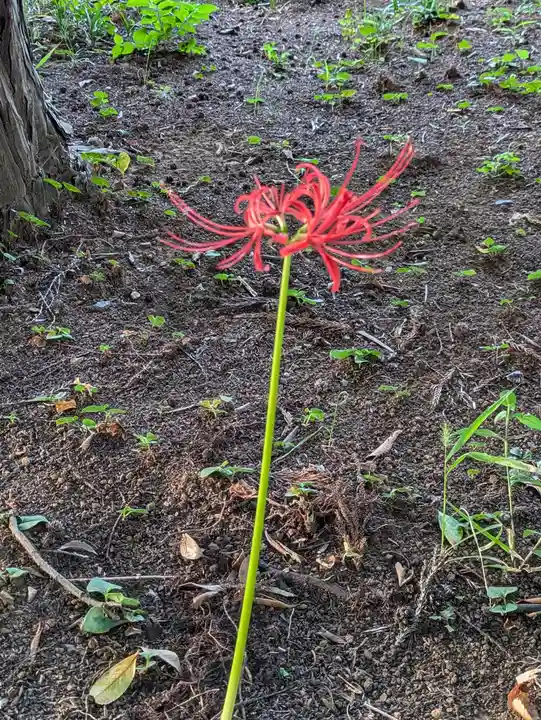 伏木香取神社(茨城県)
