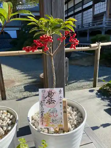 妙蓮寺の御朱印