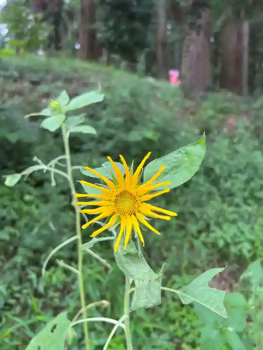 大宮温泉神社の自然