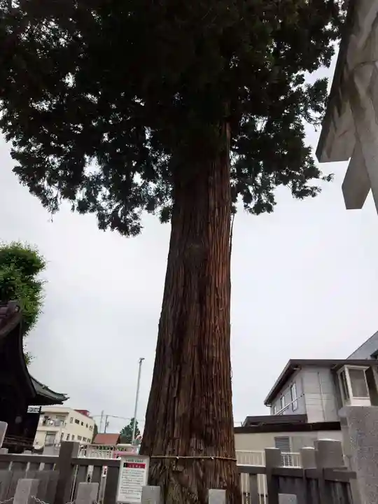 鹿沼今宮神社の自然