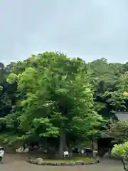 安房神社(千葉県)