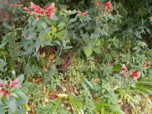 須磨稲荷大明神・和佐稲荷大明神の自然