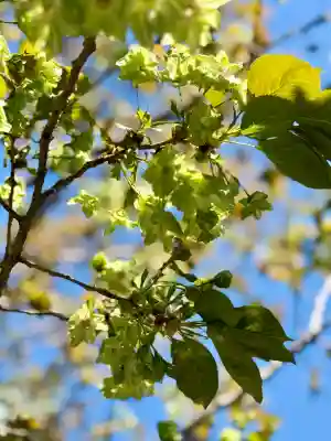 泉龍寺の{uncategorized: "未分類", other: "その他", undefined: "問題あり", building: "その他建物", grave: "お墓", sacred_gate: "鳥居", guardian: "狛犬", statue: "像", buddha: "仏像", history: "歴史", nature: "自然", garden: "庭園", animal: "動物", pagoda: "塔", temizu: "手水舎", mountain_gate: "山門・神門", sanctuary: "本殿・本堂", subordinate: "末社・摂社", art: "芸術", scenery: "景色", jizo: "地蔵", ema: "絵馬", goshuin: "御朱印", omikuji: "おみくじ", items: "授与品その他", amulet: "お守り", goshuincho: "御朱印帳", eats: "食事", festival: "お祭り", votive_dance: "神楽", shichigosan: "七五三参", wedding: "結婚式", experience: "体験その他", initially: "初詣", around: "周辺", anti_infection: "感染症対策"}