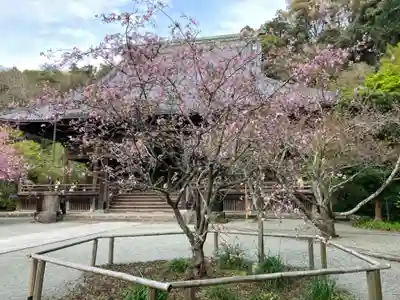 妙本寺(神奈川県)
