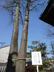 杉杜白髭神社の自然