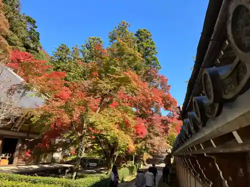 永源寺の庭園