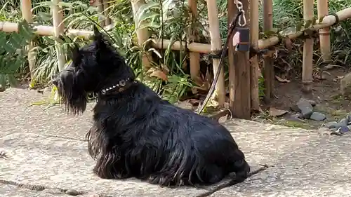 金王八幡宮の動物