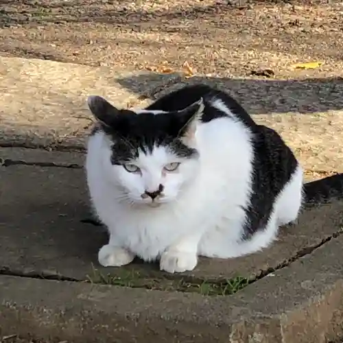三芳野神社の動物
