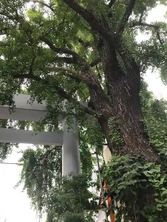 波除神社(波除稲荷神社)の自然
