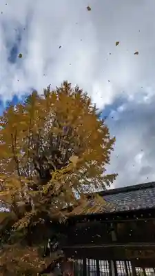 松ヶ崎大黒天 妙圓寺(妙円寺)の自然