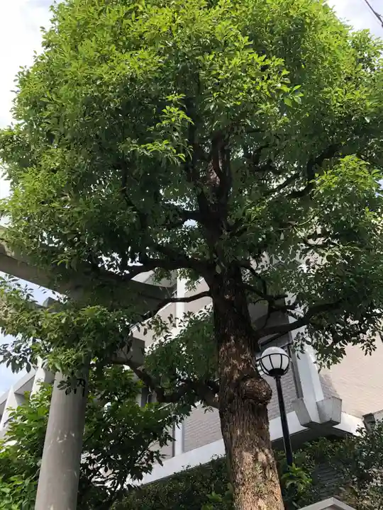 神楽坂若宮八幡神社の自然
