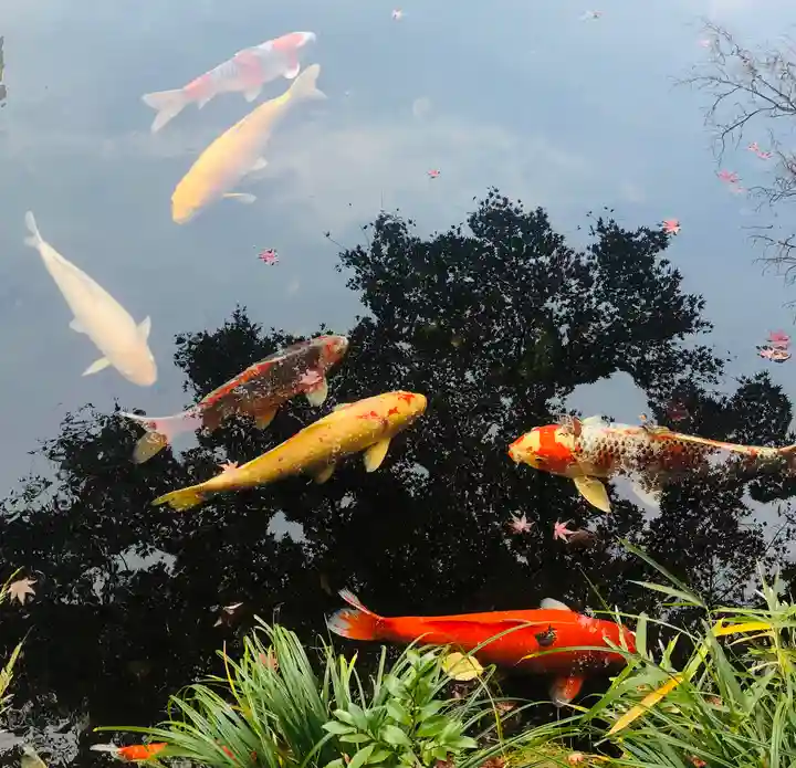 靖國神社の動物