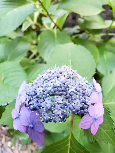 五十稲荷神社(栄寿稲荷神社)の自然