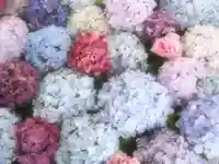 桜神宮(東京都)