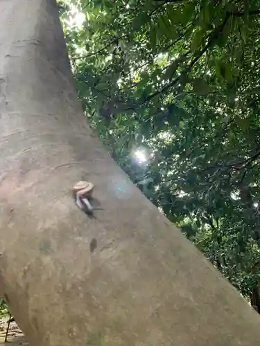 廣瀬大社(奈良県)