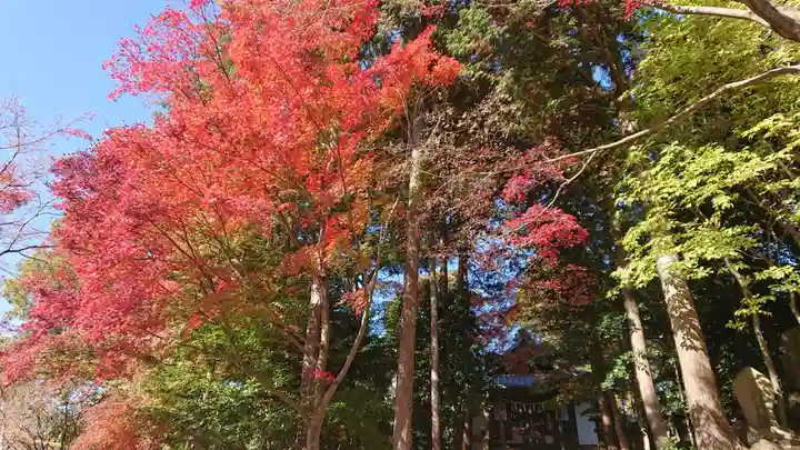 玉野御嶽神社の自然