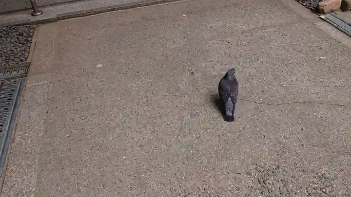 サムハラ神社の動物