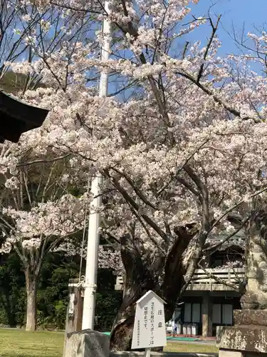 靜岡縣護國神社の自然