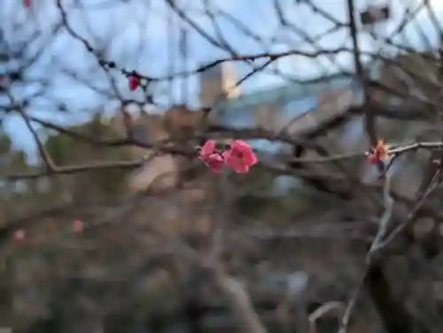湯島天満宮の自然