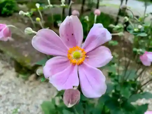 普門寺(切り絵御朱印発祥の寺)(愛知県)