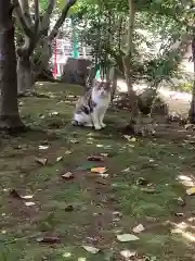 牟呂八幡宮の動物