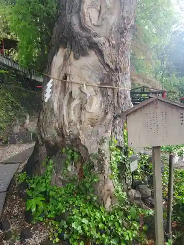 山名八幡宮の自然