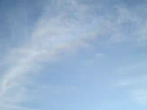 屋久島大社の自然