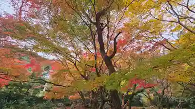法輪寺(京都府)