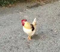 熱田神宮の動物