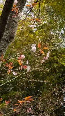 向日神社(京都府)