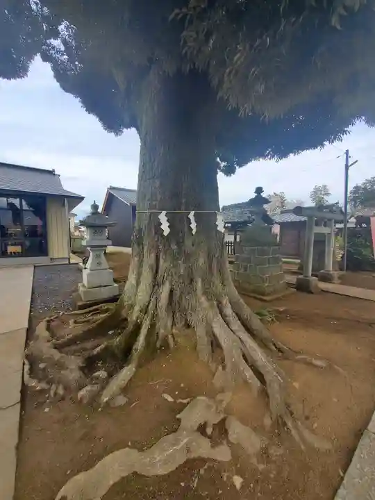境香取神社の自然