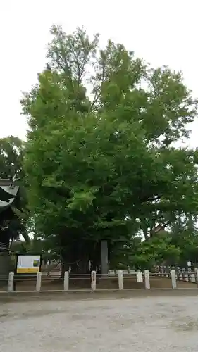 葛飾八幡宮の自然