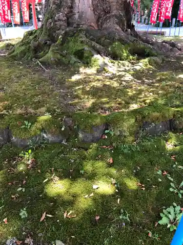 秩父今宮神社の自然