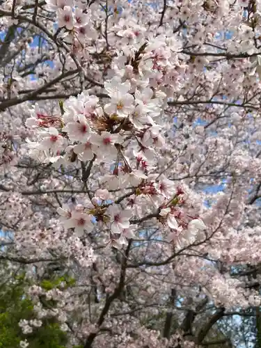 伊和都比売神社の自然
