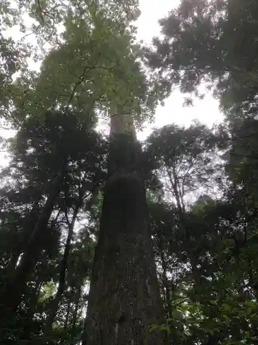伊勢神宮内宮（皇大神宮）の自然