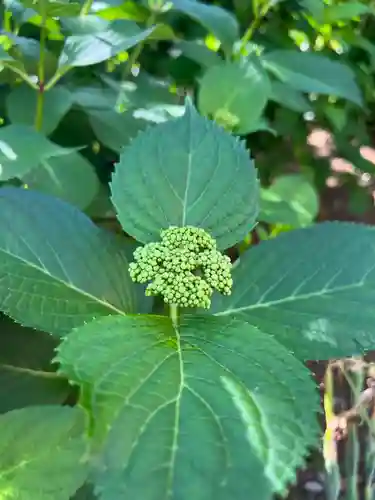 五井山 妙善院の自然
