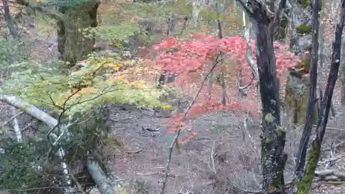 日蓮宗 総本山 塔頭 定林坊(じょうりんぼう)の自然