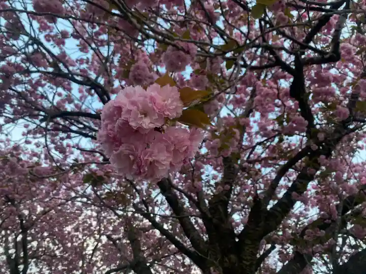 台渡里八幡神社の{uncategorized: "未分類", other: "その他", undefined: "問題あり", building: "その他建物", grave: "お墓", sacred_gate: "鳥居", guardian: "狛犬", statue: "像", buddha: "仏像", history: "歴史", nature: "自然", garden: "庭園", animal: "動物", pagoda: "塔", temizu: "手水舎", mountain_gate: "山門・神門", sanctuary: "本殿・本堂", subordinate: "末社・摂社", art: "芸術", scenery: "景色", jizo: "地蔵", ema: "絵馬", goshuin: "御朱印", omikuji: "おみくじ", items: "授与品その他", amulet: "お守り", goshuincho: "御朱印帳", eats: "食事", festival: "お祭り", votive_dance: "神楽", shichigosan: "七五三参", wedding: "結婚式", experience: "体験その他", initially: "初詣", around: "周辺", anti_infection: "感染症対策"}