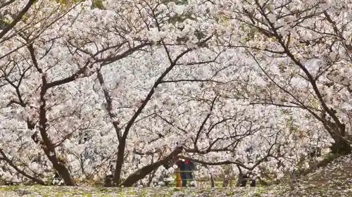 仁和寺の自然