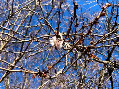 櫻木神社(千葉県)