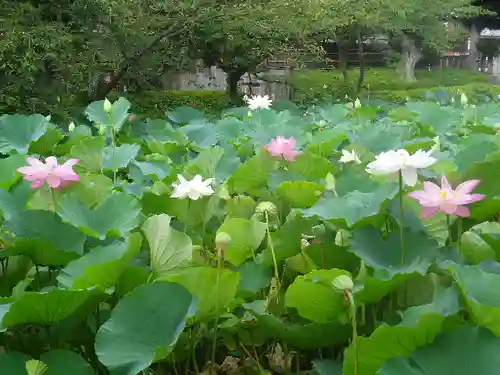 鶴岡八幡宮の自然