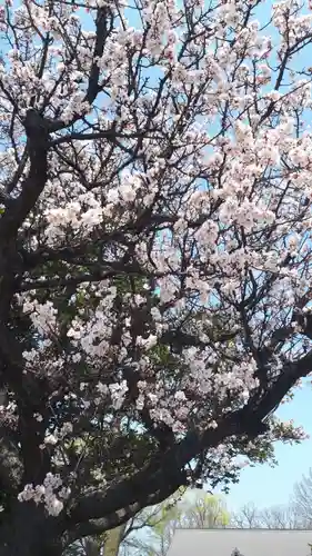 新琴似神社の自然