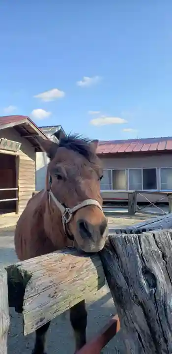 小室浅間神社の動物