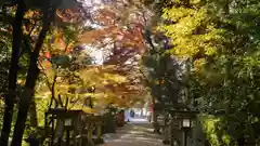 大田神社（賀茂別雷神社境外摂社）の自然