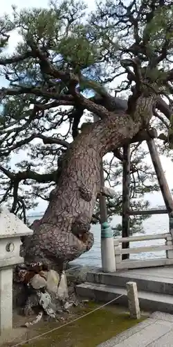 満月寺（浮御堂）の自然