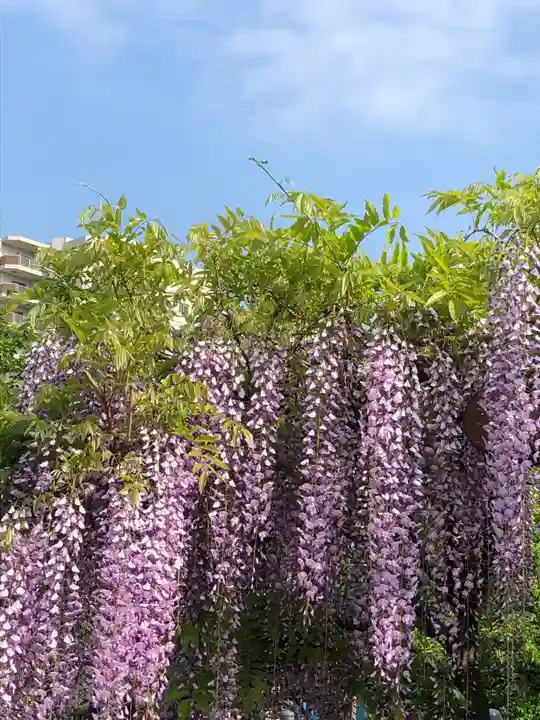 亀戸天神社の自然