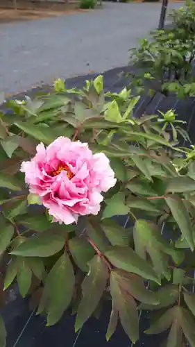 牡丹稲荷神社の自然