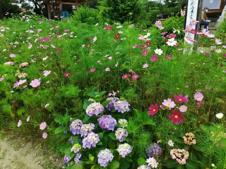 般若寺 ❁コスモス寺❁の自然