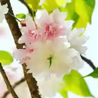 磐椅神社の自然