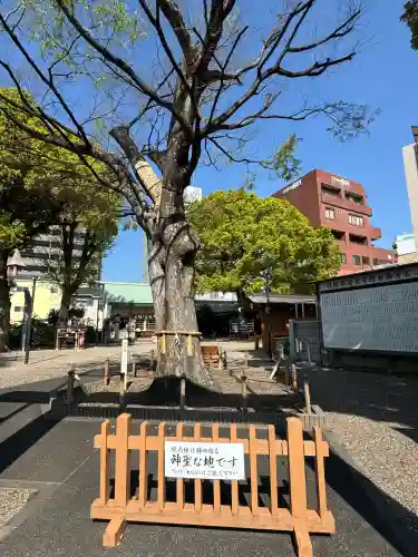 神明社（赤塚神明社）の{uncategorized: "未分類", other: "その他", undefined: "問題あり", building: "その他建物", grave: "お墓", sacred_gate: "鳥居", guardian: "狛犬", statue: "像", buddha: "仏像", history: "歴史", nature: "自然", garden: "庭園", animal: "動物", pagoda: "塔", temizu: "手水舎", mountain_gate: "山門・神門", sanctuary: "本殿・本堂", subordinate: "末社・摂社", art: "芸術", scenery: "景色", jizo: "地蔵", ema: "絵馬", goshuin: "御朱印", omikuji: "おみくじ", items: "授与品その他", amulet: "お守り", goshuincho: "御朱印帳", eats: "食事", festival: "お祭り", votive_dance: "神楽", shichigosan: "七五三参", wedding: "結婚式", experience: "体験その他", initially: "初詣", around: "周辺", anti_infection: "感染症対策"}